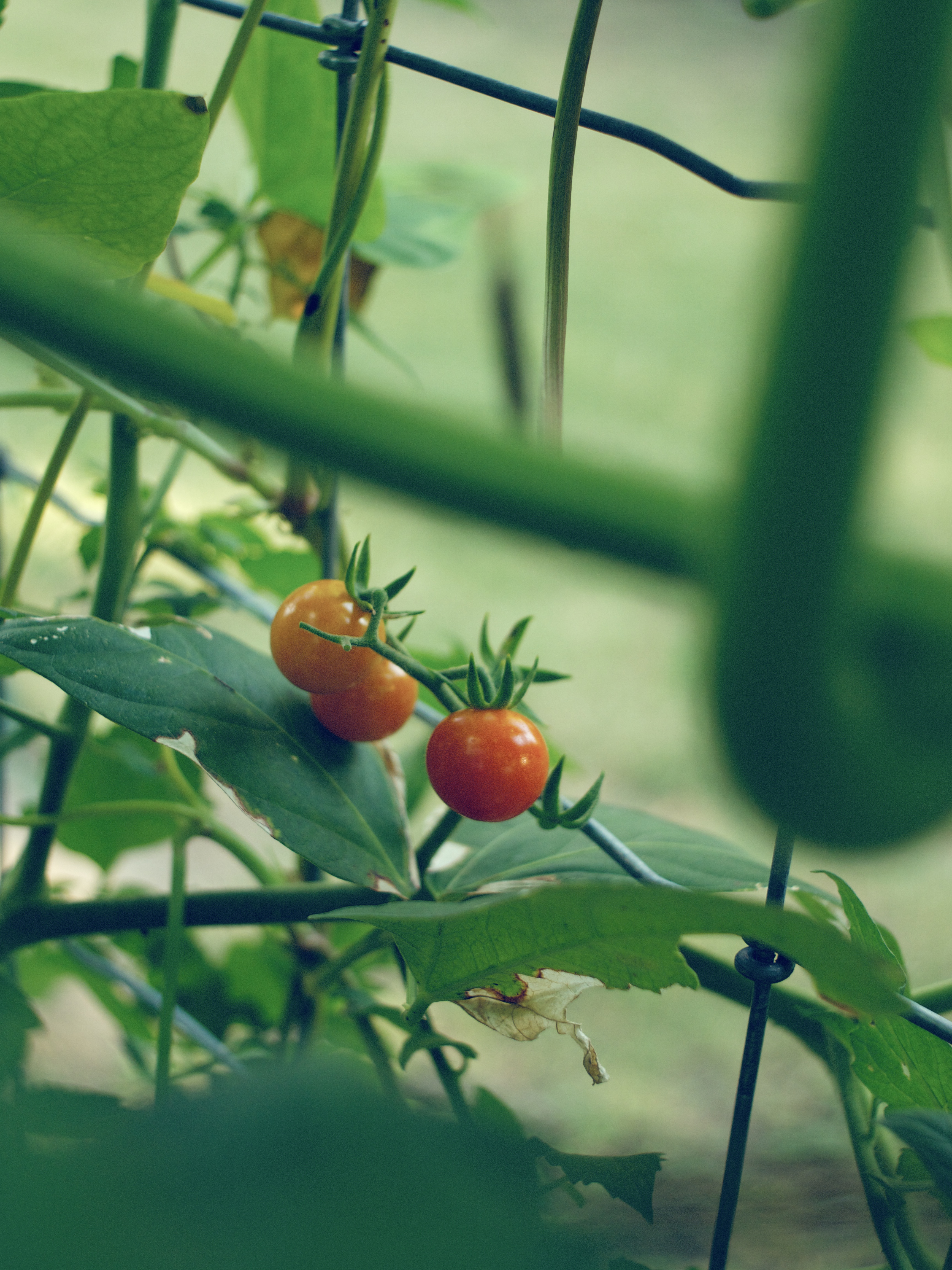 Edible Landscaping